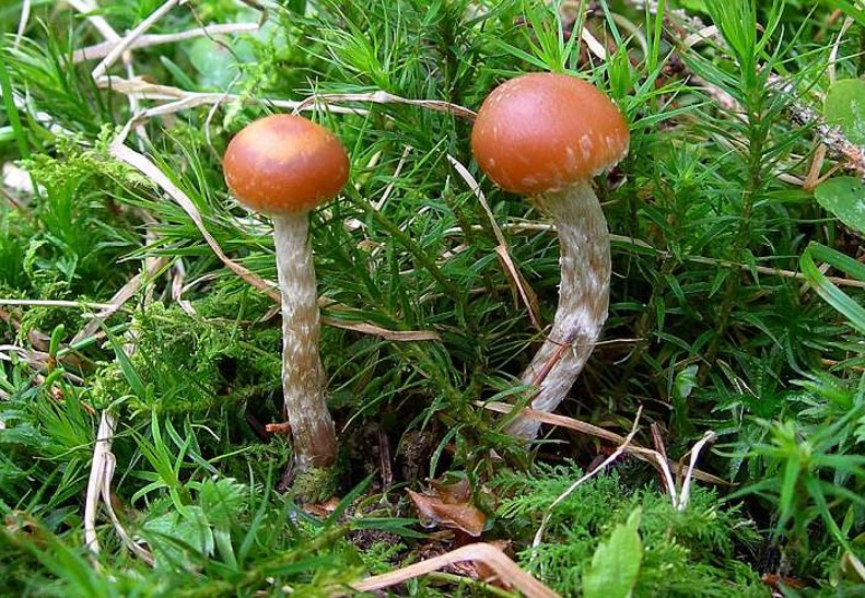 La foresta subalpina di Les breuleux  (CH)